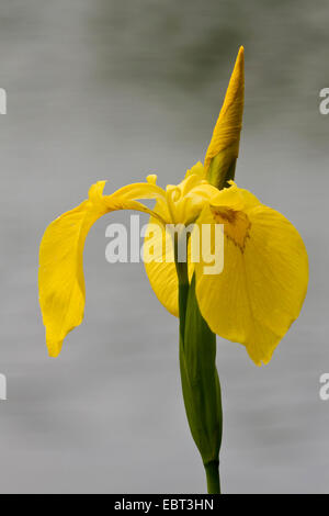 gelbe Iris, gelbe Flagge (Iris Pseudacorus), Blüte und Knospe, Deutschland, Nordrhein-Westfalen Stockfoto