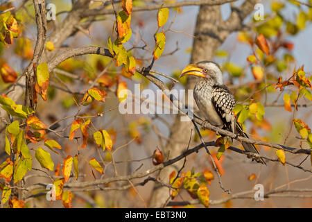 südlichen gelb-billed Hornbill (Tockus Leucomelas), sitzt auf einem Ast, Südafrika, Krüger Nationalpark, Letaba Camp Stockfoto