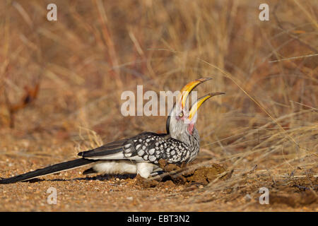 südlichen gelb-billed Hornbill (Tockus Leucomelas), sitzt auf einem Ast, Südafrika, Krüger Nationalpark, Letaba Camp Stockfoto