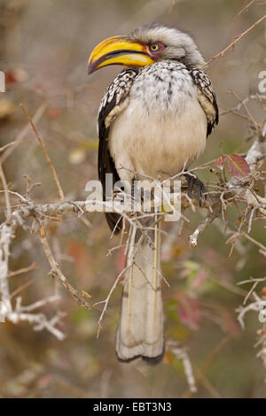 südlichen gelb-billed Hornbill (Tockus Leucomelas), sitzt auf einem Ast, Südafrika, Krüger Nationalpark, Letaba Camp Stockfoto