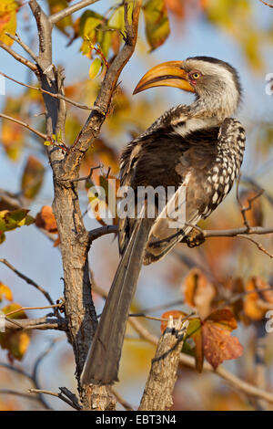 südlichen gelb-billed Hornbill (Tockus Leucomelas), sitzt auf einem Ast, Südafrika, Krüger Nationalpark, Letaba Camp Stockfoto