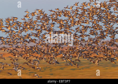 Europäische Pfeifente (Anas Penelope, Mareca Penelope), beginnend am Abend Licht, Niederlande, Texel Herde Stockfoto