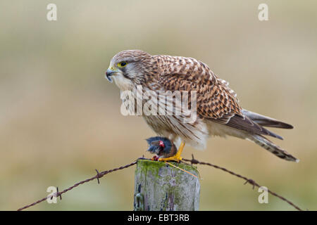 Turmfalken (Falco Tinnunculus), sitzt auf einem Beitrag von einer Weide Zaun, Niederlande, Texel Stockfoto