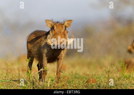 gemeinsamen Warzenschwein, Savanne Warzenschwein (Phacochoerus Africanus), stehend in Savanne, Südafrika, Hluhluwe-Umfolozi Nationalpark, Mpila Camp Stockfoto