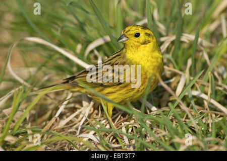 Goldammer (Emberiza Citrinella), sitzen auf einer Wiese, Deutschland, Rheinland-Pfalz Stockfoto