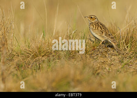 hölzerne Lerche (Lullula Arborea), auf dem Boden, Deutschland, Baden-Württemberg Stockfoto