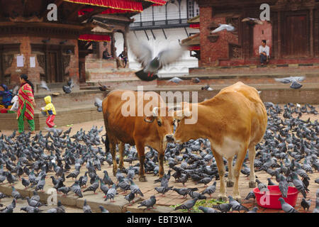 Heiligen Rinder und Tauben auf dem Kathmandu Durbar Square, Nepal, Kathmandu Stockfoto