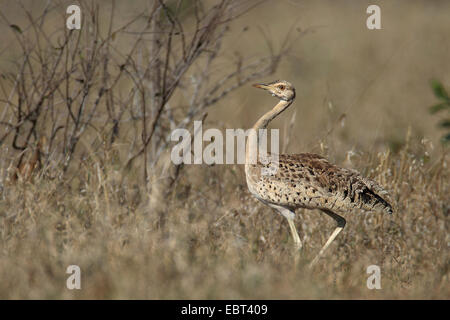 Im Grünland, Südafrika, Mkuzi Game Reserve steht schwarzbäuchigen Trappe (Eupodotis Melanogaster), Weiblich Stockfoto