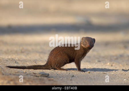 Zwerg-Mungo (Helogale Parvula), sitzen auf dem Boden, Südafrika, Kruger National Park Stockfoto