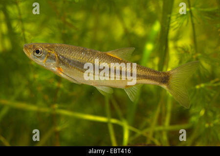 Vairone, Telestes, Souffie (Leuciscus Souffia), Paarung Färbung Stockfoto