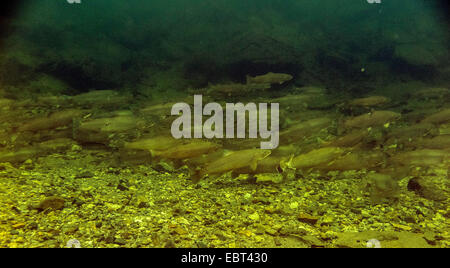 Bachforelle, Meerforelle, atlantische Forelle (Salmo Trutta Trutta), Fischwanderung, große Untiefe im Fluss bei Ebbe, Norwegen, Namsos Stockfoto