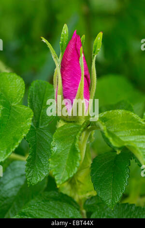 Rugosa rose, japanische rose (Rosa Rugosa), Knospe, Deutschland, Bayern Stockfoto