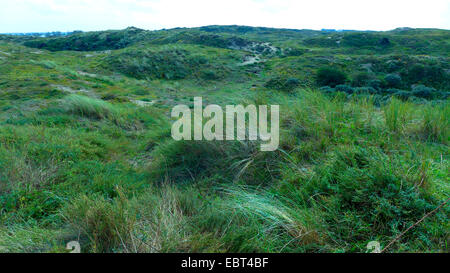 Rasen-grown Dünen, Niederlande, Südholland, Coepelduynen, Noordwijk Aan Zee Stockfoto