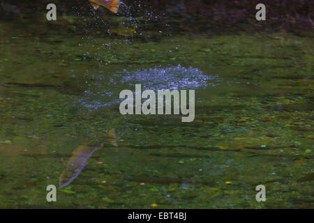 Bachforelle, Meerforelle, atlantische Forelle (Salmo Trutta Trutta), springen aus dem Wasser Gegenwartsgesellschaft, Norwegen, Namsos Stockfoto