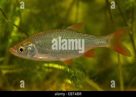 Rotfeder (Scardinius Erythrophthalmus), Rotfeder, Seitenansicht, Deutschland Stockfoto