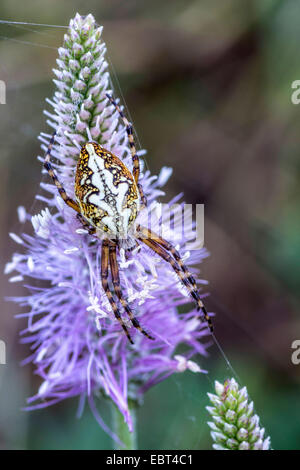 Oakleaf Orbweaver (Araneus Ceropegius, Aculepeira Ceropegia), sittin auf einen Blütenstand, Oberbayern, Oberbayern, Bayern, Deutschland Stockfoto