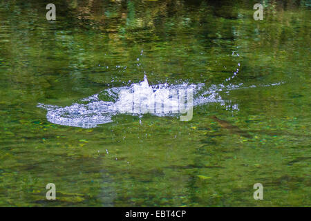 Bachforelle, Meerforelle, atlantische Forelle (Salmo Trutta Trutta), springen aus dem Wasser, Norwegen, Namsos Stockfoto