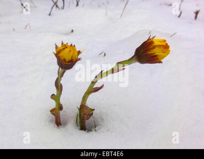 Colt-Foot, Huflattich (Tussilago Farfara), im Schnee, Norwegen, Tromsoe Stockfoto