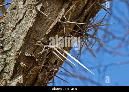 Honeylocust, Honigheuschrecke (Gleditsia Triacanthos), Stamm mit Stacheln Stockfoto