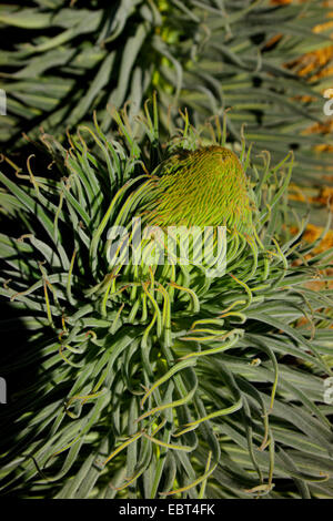 Turm der Juwelen (Echium Wildpretii), Blütenstand in Knospe, Kanaren, Teneriffa, Teide-Nationalpark Stockfoto