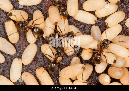 Ameisen (Lasius Brunneus) braun, nest mit Eiern, Deutschland Stockfoto