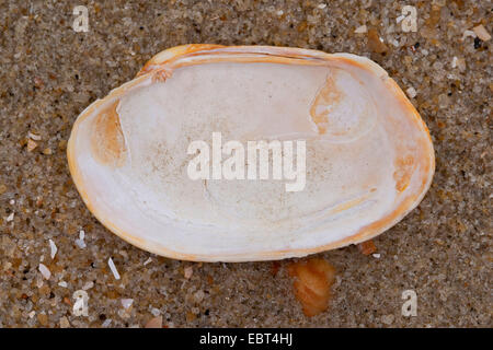 Carpetclam Hühnchen, Hühnchen Venus, Hühnchen Teppich Schale (Venerupis Pullastra, Venerupis Inselbogens, Venerupis Perforans, Venerupis Senegalensis, Tapes Pullastra), shell, am Strand, Deutschland Stockfoto