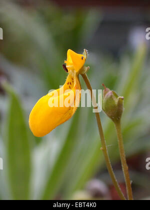 Taschenbuch-Pflanze, Slipperwort, gelbe Slipperflower (Calceolaria Biflora), blühen Stockfoto