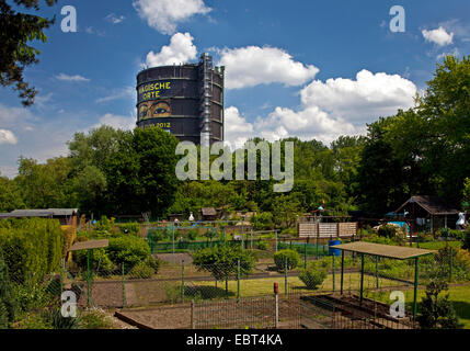 Schrebergärten vor Gasholder Oberhausen, Deutschland, Nordrhein-Westfalen, Ruhrgebiet, Oberhausen Stockfoto