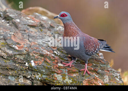 gesprenkelte Taube (Columba Guinea), sitzt auf einem Felsen, South Africa, Kwazulu-Natal Stockfoto