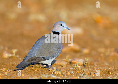 Ring-necked Taube, Kap Turteltaube, Half-Collared Taube (Streptopelia Capicola), sitzen auf dem Boden, Südafrika, Krüger Nationalpark Stockfoto