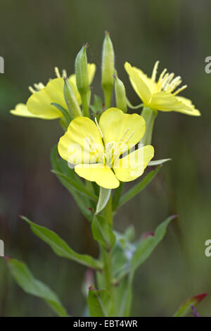 gemeinsamen Nachtkerze (Oenothera Biennis), Blütenstand, Deutschland Stockfoto