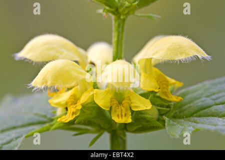 gelbe Toten-Nessel (Lamium Galeobdolon), Wirtel von Blumen, Deutschland, Schleswig-Holstein Stockfoto