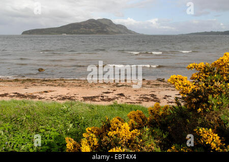 Stechginster, Ginster, goldene Stechginster (Ulex Europaeus), schottische Insel in der Nähe von Arran-Island, Großbritannien, Schottland Stockfoto