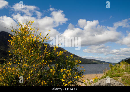 Blühender Ginster am Loch Lochy, Großbritannien, Schottland, Argyll Stockfoto