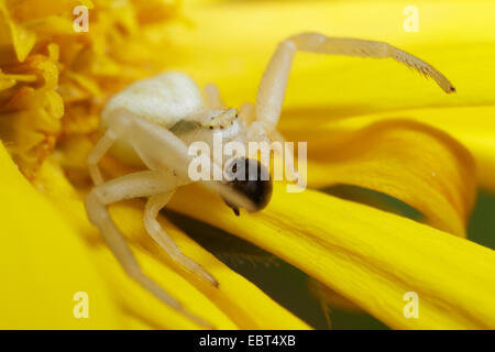 Goldrute Krabbenspinne (Misumena Vatia), sitzt in einer gelben Blume, gefangen ein Insekt, Deutschland, Bayern Stockfoto