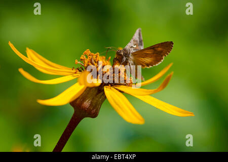Schmetterling saugen Nektar an eine Ligularia Blume, Deutschland, Nordrhein-Westfalen Stockfoto