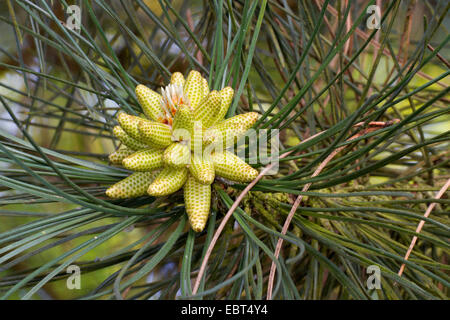 Europäische schwarze Kiefer, österreichische Schwarzkiefer, Schwarzkiefer, Korsischen Schwarzkiefer (Pinus Nigra), männlicher Blütenstand Stockfoto