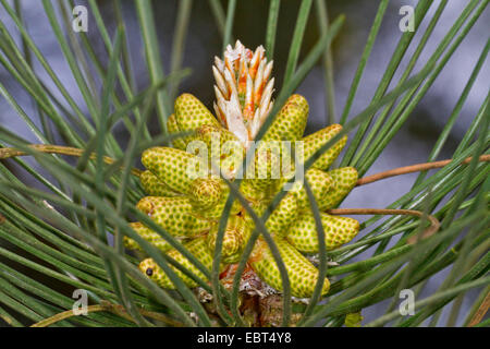 Europäische schwarze Kiefer, österreichische Schwarzkiefer, Schwarzkiefer, Korsischen Schwarzkiefer (Pinus Nigra), männlicher Blütenstand Stockfoto