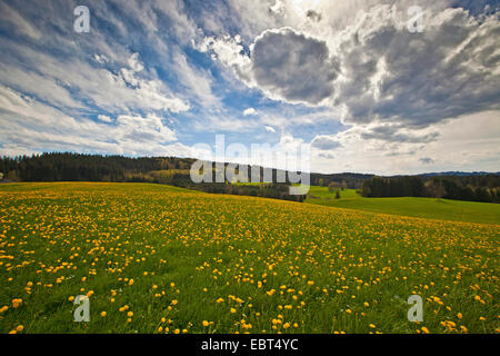 Löwenzahn (Taraxacum spec.), Löwenzahn Wiese und ungewöhnlich bewölkter Himmel, Deutschland, Bayern, Murnau Stockfoto