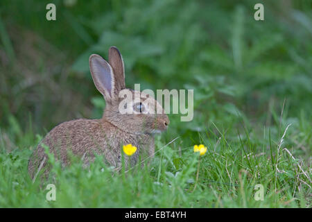 Europäischen Kaninchen (Oryctolagus Cuniculus), Jungtier, sitzen auf einer Wiese, Deutschland, Schleswig-Holstein Stockfoto