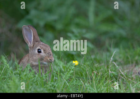 Europäischen Kaninchen (Oryctolagus Cuniculus), Jungtier, sitzen auf einer Wiese, Deutschland, Schleswig-Holstein Stockfoto