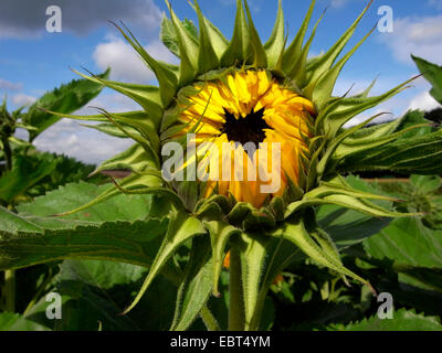 gewöhnliche Sonnenblume (Helianthus Annuus), Eröffnung Blütenstand, Deutschland Stockfoto