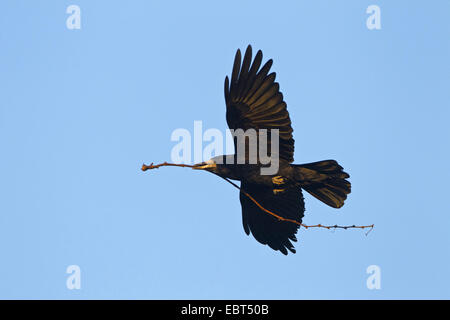 Turm (Corvus Frugilegus), fliegen mit Verschachtelung Material im Schnabel, Deutschland, Rheinland-Pfalz Stockfoto