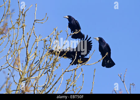 Turm (Corvus Frugilegus), auf einem Baum im Winter, Deutschland, Rheinland-Pfalz Stockfoto