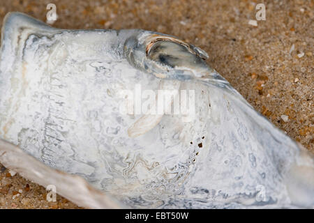 große Piddock, ovale Piddock (Zirfaea Crispata), Shell am Strand, Detail Wirbelsäule, Deutschland Stockfoto