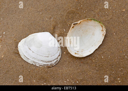 Pfeffrigen Furche Clam, pfeffrigen Furche Shell (Scrobicularia Plana), Muscheln am Strand, Deutschland Stockfoto