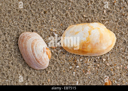 Carpetclam Hühnchen, Hühnchen Venus, Hühnchen Teppich Schale (Venerupis Pullastra, Venerupis Inselbogens, Venerupis Perforans, Venerupis Senegalensis, Tapes Pullastra), Muscheln am Strand, Deutschland Stockfoto