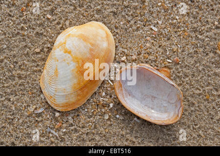 Carpetclam Hühnchen, Hühnchen Venus, Hühnchen Teppich Schale (Venerupis Pullastra, Venerupis Inselbogens, Venerupis Perforans, Venerupis Senegalensis, Tapes Pullastra), Muscheln am Strand, Deutschland Stockfoto