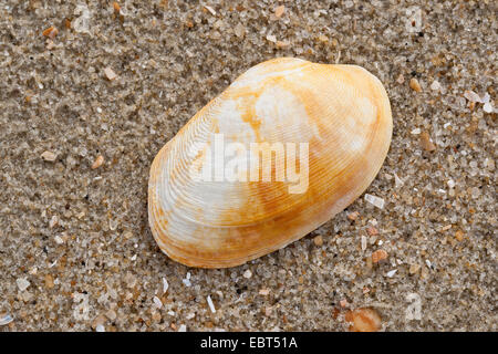 Carpetclam Hühnchen, Hühnchen Venus, Hühnchen Teppich Schale (Venerupis Pullastra, Venerupis Inselbogens, Venerupis Perforans, Venerupis Senegalensis, Tapes Pullastra), shell, am Strand, Deutschland Stockfoto