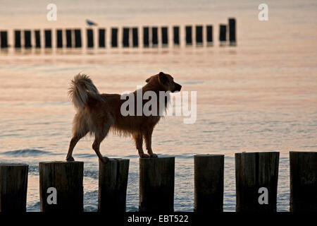 Hund, balancieren auf Sporn Deiche, Deutschland, Mecklenburg-Vorpommern, Zingst Stockfoto